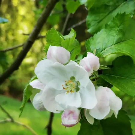 Tiny House Mit Eigener Sauna Am Waldrand In Der Fraenkischen Schweiz *