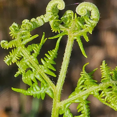 بيت للعطل Tiny House Mit Eigener Sauna Am Waldrand In Der Fraenkischen Schweiz *