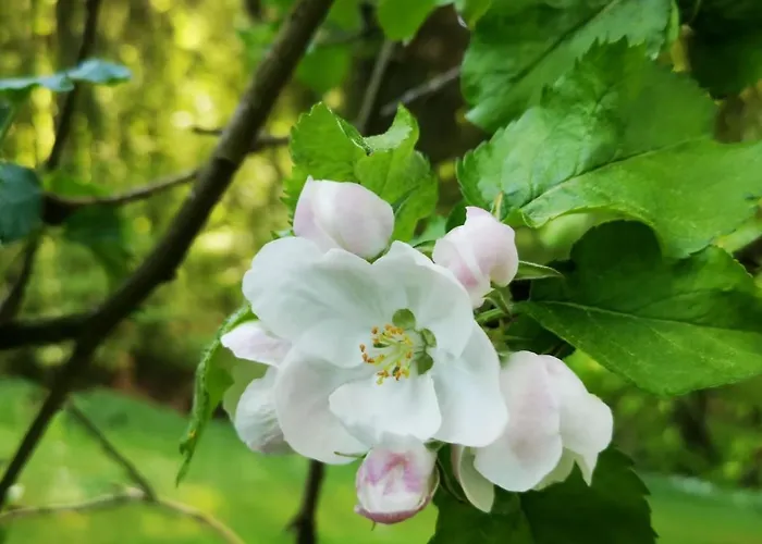 Tiny House Mit Eigener Sauna Am Waldrand In Der Fränkischen Schweiz *