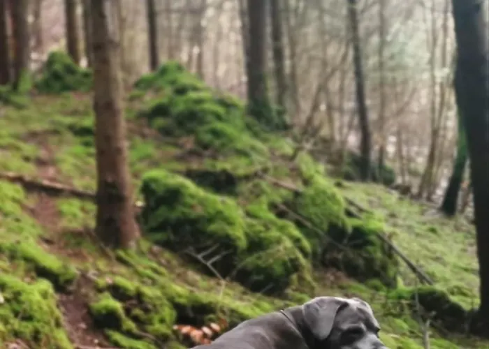 Tiny House Mit Eigener Sauna Am Waldrand In Der Fränkischen Schweiz *