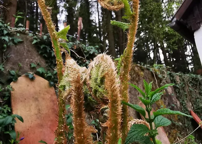 Tiny House Mit Eigener Sauna Am Waldrand In Der Fränkischen Schweiz Ferienhaus Niederdorla